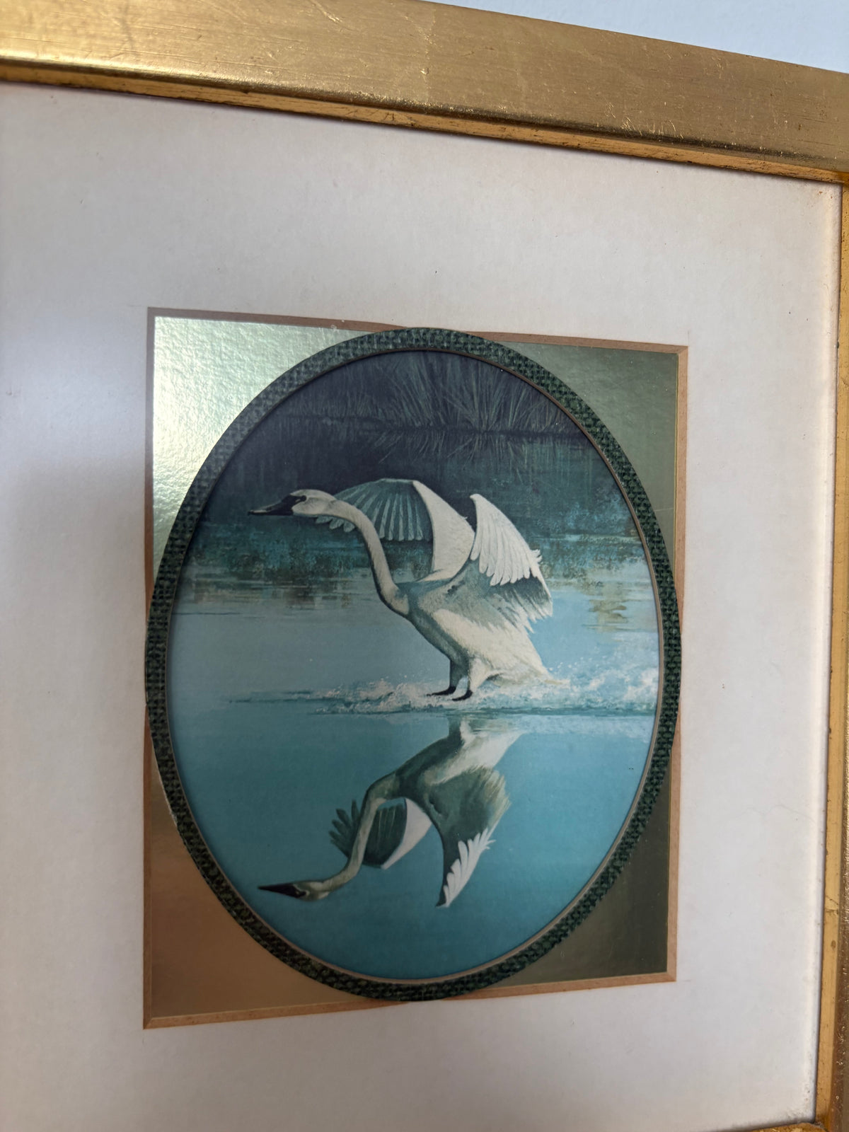Whistling Swan by Ralph J. McDonald