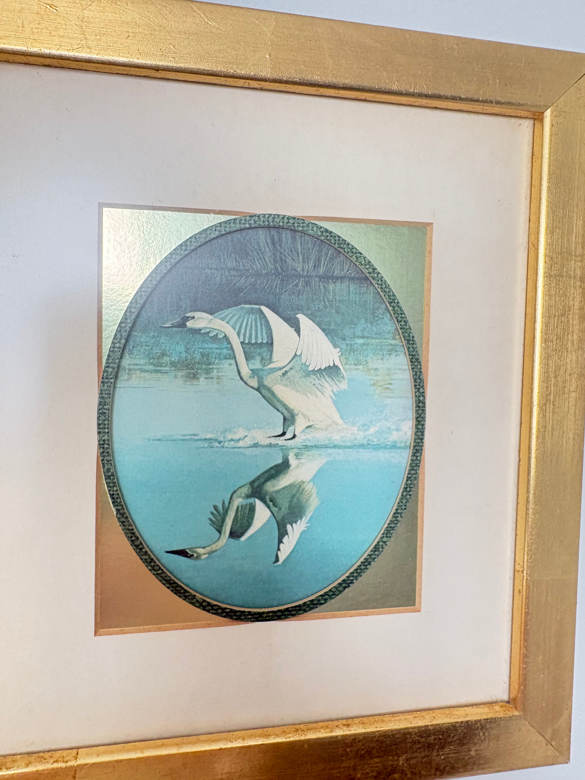 Whistling Swan by Ralph J. McDonald